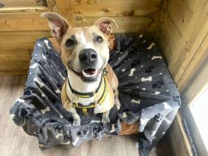 Lucy - female Lurcher Photo