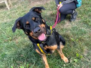 Izzy - female Rottweiler Cross Photo