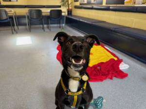 Jet - male Collie (Border) Cross Photo