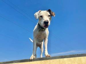 Tori - female Terrier (Staffordshire Bull) Cross Photo