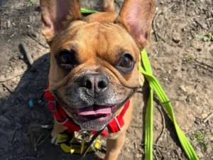 Coco - female French Bulldog Cross Photo