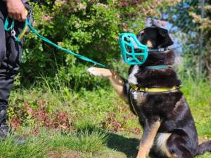 Brogue - male Rottweiler Cross Photo