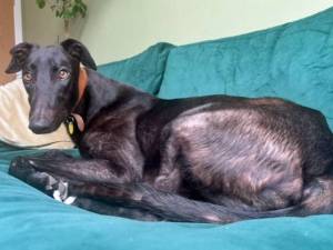 Norman - male Greyhound Photo