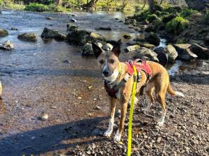 Rocket - male Collie (Border) Cross Photo