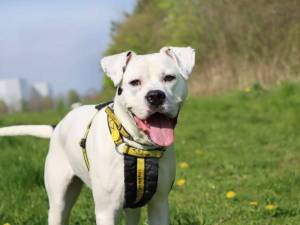 Chelsea - female American Bulldog Cross Photo