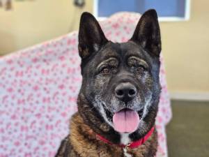Sweep - female Akita Photo