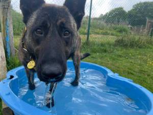 Wilma - female Dutch Shepherd Photo