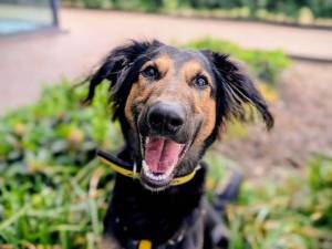 Cowboy - male Lurcher Cross Photo