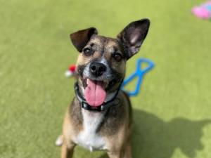 Scrappy - male Terrier (Jack Russell) Cross Photo
