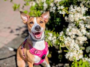 Suki - female Lurcher Photo