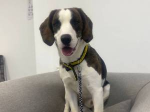 Cauliflower - male Beagle Cross Photo