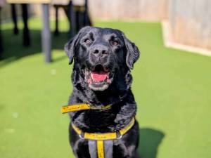 Koby - male Retriever (Labrador) Photo