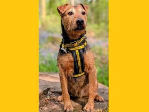 Cuan - male Terrier (Lakeland) Cross Photo