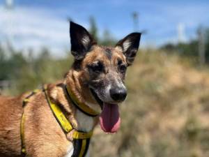 Manny - male Collie (Border) Cross Photo