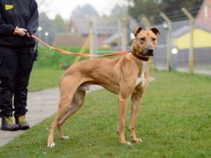Captain Porkchop - male Lurcher Photo