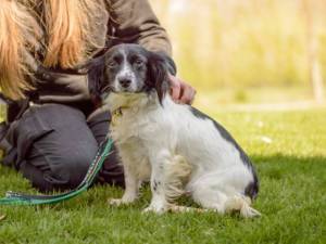 Minnie - female Spaniel (Cocker) Cross Photo