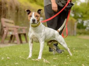 Arlo - male Terrier (Staffordshire Bull) Cross Photo