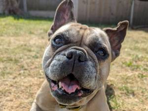 Dora - female French Bulldog Photo