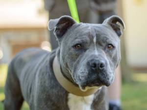 Baloo - male Terrier (Staffordshire Bull) Photo