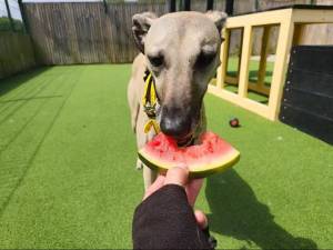 Dudley - male Lurcher Photo