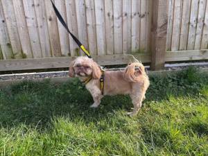 Poppy - female Shih Tzu Photo