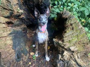 Farley - male Lurcher Photo