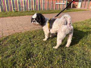 Harley - male Shih Tzu Photo
