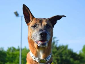 Poppy - female Crossbreed Photo