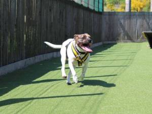 Lockie - male French Bulldog Cross Photo