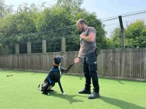 Cody - male Lurcher Cross Photo