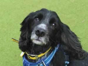Diesel - male Spaniel (Cocker) Photo