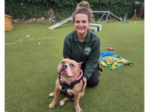 Rhonda - Female Staffordshire Bull Terrier Photo