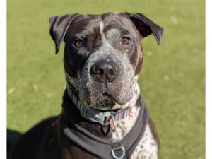 Pudding - Female Dogs Photo