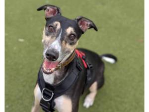 Eddie - Male Lurcher Photo