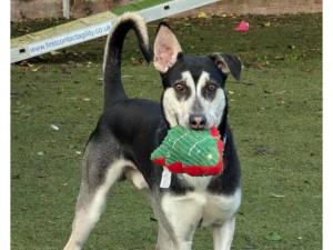 Tetley - Male Dogs Photo