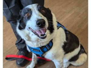 Buffy - Female Collie Photo