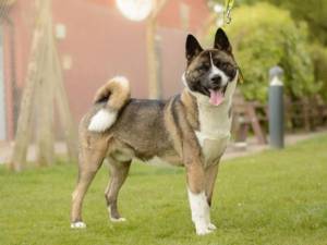 Vinnie - male Akita Photo