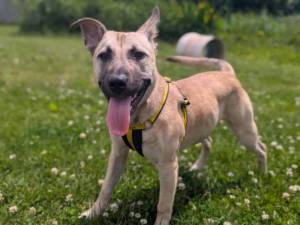 Peaches - female German Shepherd Dog Cross Photo