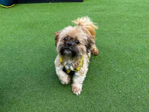 Cowboy - male Shih Tzu Photo