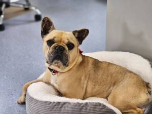 Leo - male French Bulldog Photo