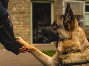 Heidi - female German Shepherd Dog Photo