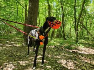 Sid - male Greyhound Photo