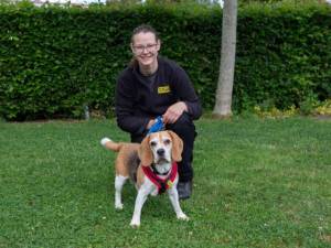 Pudding - female Beagle Photo