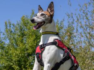 Tofu - male Whippet Cross Photo