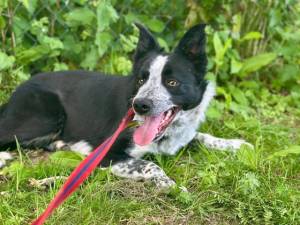 Mist - male Collie (Border) Photo
