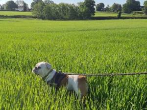 Vinnie - male Bulldog Cross Photo
