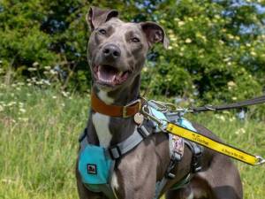 River - male Whippet Cross Photo