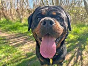 Hudson - male Rottweiler Photo