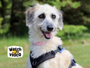 Daisy - female Lurcher Photo