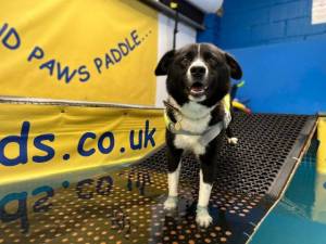 Pretzel - male Collie (Border) Photo